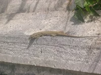 Egeische muurhagedis [Podarcis erhardii]